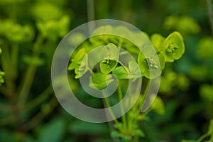 Selective focus image of the Wood Spurge (Euphorbia amygdaloides