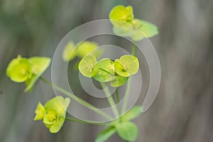 Selective focus image of the Wood Spurge or Euphorbia amygdaloides.