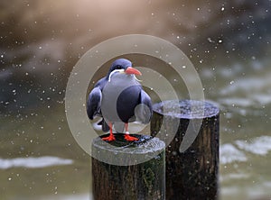 Selective focus of an Inca tern bird