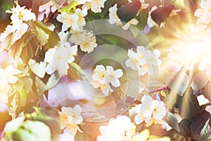 Selective focus on the Jasmine flower in the center of the photo, flowering Jasmine flower, beautiful fragrant flower in spring photo