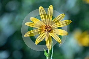 Selective focus The Jerusalem artichoke flower. Helianthus tuberosusAlso called Sunroot, Sunchoke, or Earth apple.