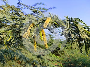 Selective Focus Of juliflora Tree Fruits And Leaves
