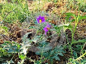 Selective Focus Of Kantkari Ayurvedic Medicine Flowers Plants Growing In Forest