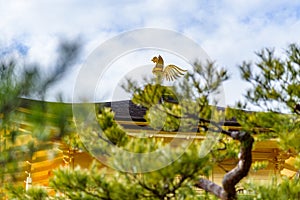 Selective focus of Kinkakuji temple Golden Pavillion, Zen Buddhist temple in Kyoto, Japan