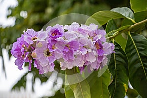 Selective focus Lagerstroemia Speciosa flower are blooming in a garden. Beautiful sweet purple flower.Common name know Giant crepe