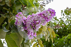 Selective focus Lagerstroemia Speciosa flower are blooming in a garden. Beautiful sweet purple flower.Common name know Giant crepe