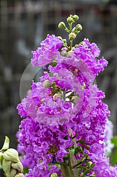 Selective focus Lagerstroemia Speciosa flower are blooming in a garden. Beautiful sweet purple flower.Common name know Giant crepe photo