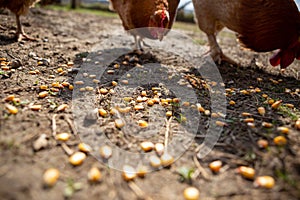 Selective focus on the land on which corn is spilled for feeding chickens. In the back the chickens are eating corn. Copy Space.