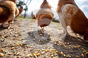 Selective focus on the land on which corn is spilled for feeding chickens. In the back the chickens are eating corn. Copy Space.