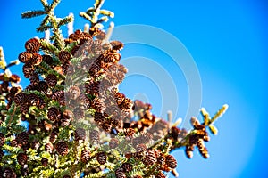 Selective focus on large cluster of pine cones on an evergreen tree.  Clear sky background