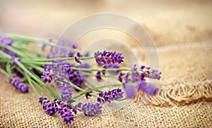 Selective focus on lavender