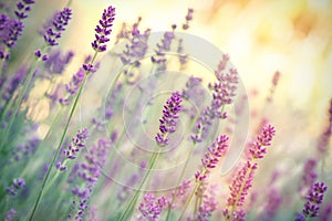Selective focus on lavender flower