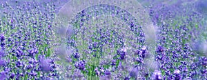 Selective focus on lavender flower in flower fileds