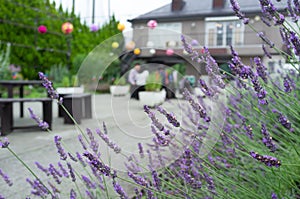 Selective focus on lavender flower in flower garden