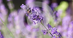 Selective focus on lavender flower in flower garden.