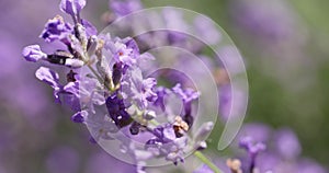 Selective focus on lavender flower in flower garden.