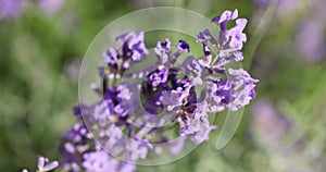 Selective focus on lavender flower in flower garden.