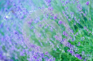 Selective focus on the lavender flower in the flower garden - lavender flowers