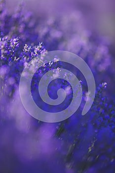 Selective focus on lavender flower in flower garden - lavender flowers lit by sunlight