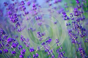 Selective focus on the lavender flower in the flower garden - lavender flowers