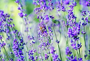 Selective focus on the lavender flower in the flower garden - lavender flowers