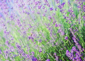 Selective focus on the lavender flower in the flower garden - lavender flowers