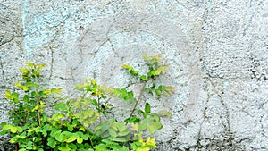 Selective focus of leaf of little plant germinates at the wall- background.