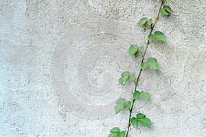 Selective focus of leaf of little plant germinates at the wall- background