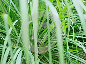 Selective focus of lemongrass growing healthily on the ground photo
