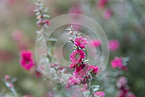 Selective focus on Leptospermum scoparium commonly known as manuka flower.