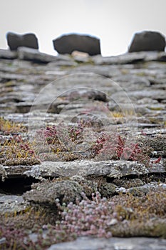 selective focus of lichens and mosses on a black slate roof, villages of the black architecture area in Valverde de los Arroyos, photo