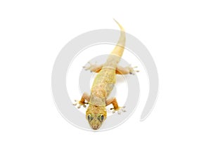 Selective focus lizard isolated on white background