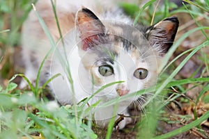 In selective focus of a lovely kitten sitting on ground floor in outdoor place with green field background