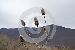 Selective focus low angle shot of thistles with a mountain in the background