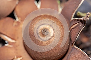 Selective focus - macro and closeup of inedible Australian Fungi - Rounded Earthstar or Geastrum saccatum found in NSW