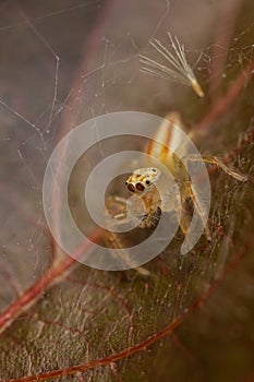 Macro image image of a spide