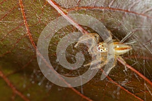 Macro image image of a spider