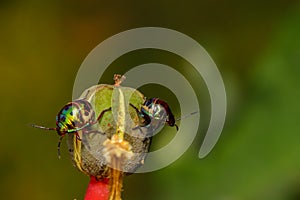 Macro image of a pair of tiny jewel bug siting on a flower bud