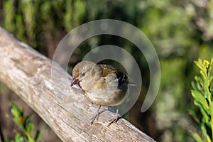 Fanal - Selective focus on Madeiran chaffinch bird standing on wooden railing. Blurred green background photo