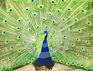 Male indian peacock showing its tail. An open tail with bright feathers