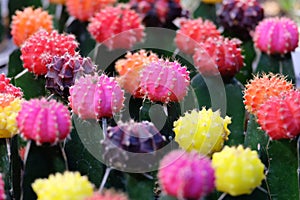 In selective focus Mammillaria cactus  flower in a pot