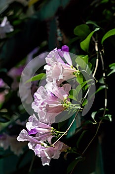 Selective focus Mansoa alliacea flower or Garlic vine flower in the garden.Purple and white flower.