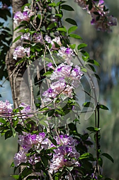 Selective focus Mansoa alliacea flower or Garlic vine flower in the garden.Purple and white flower.
