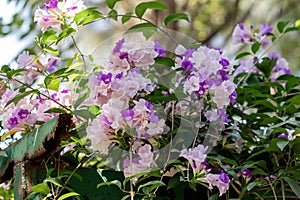 Selective focus Mansoa alliacea flower or Garlic vine flower in the garden.Purple and white flower.