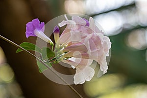 Selective focus Mansoa alliacea flower or Garlic vine flower in the garden.Purple and white flower.