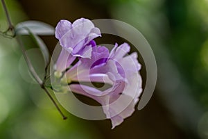 Selective focus Mansoa alliacea flower or Garlic vine flower in the garden.Purple and white flower.