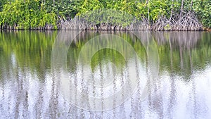 Many Buttress roots of mangrove trees are growing in coastal forest with blurred reflection on sea surface