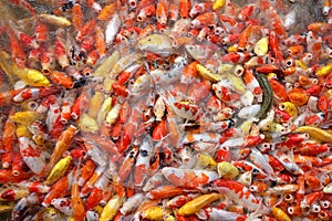 In selective focus many of orange yellow Fancy Carp fish in a lake