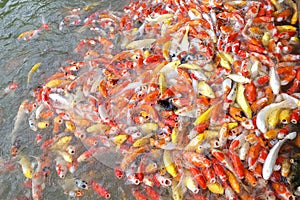 In selective focus many orange yellow fancy carp fish waiting