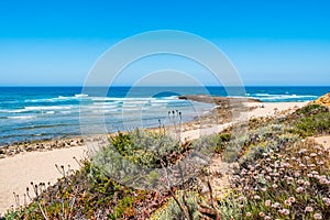 Selective focus on maritime vegetation in the dunes of Farol beach in Milfontes, Odemira PORTUGAL photo